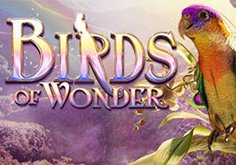 Birds Of Wonder Pokie Logo